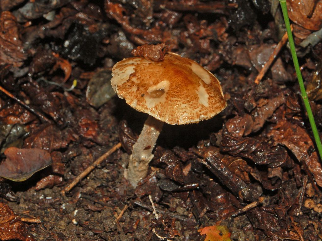 Ancora funghi inzuppati ...(cfr. Lepiota sp.)